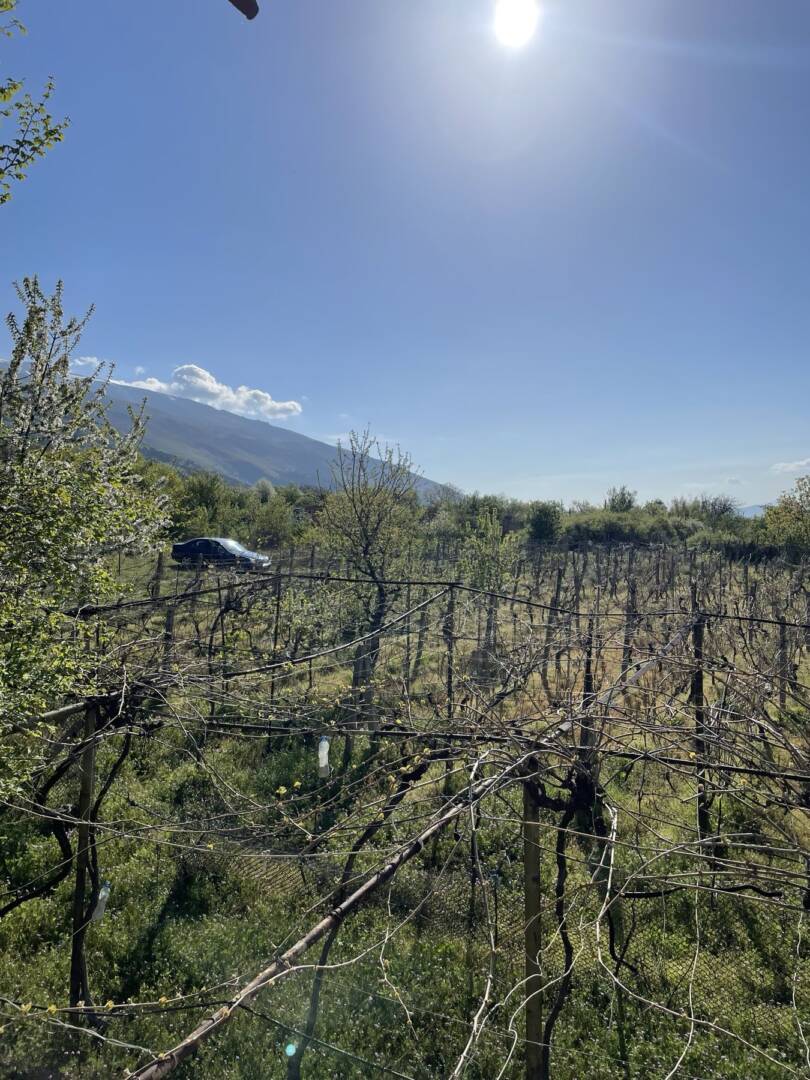 viber_izobrazhenie_2026-02-17_17-45-45-565